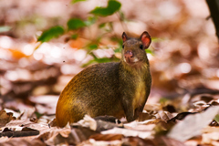 Dasyprocta leporina