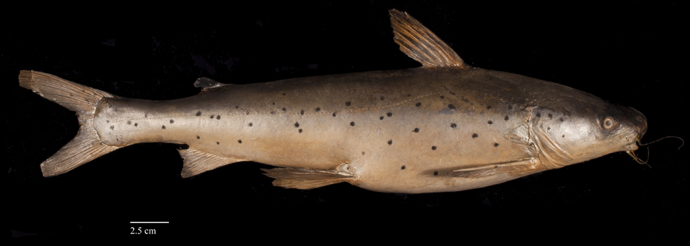 Hardhead Catfish Fish Of Hilton Head Island Sc Inaturalist