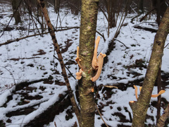 Macrotyphula contorta