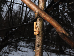 Macrotyphula contorta