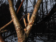 Macrotyphula contorta