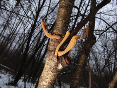 Macrotyphula contorta