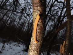 Macrotyphula contorta