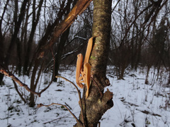 Macrotyphula contorta