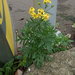 Oxford Ragwort - Photo (c) Daniel Cahen, some rights reserved (CC BY), uploaded by Daniel Cahen