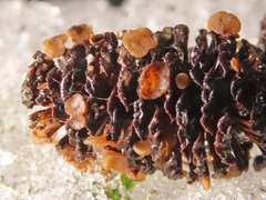 Ciboria viridifusca