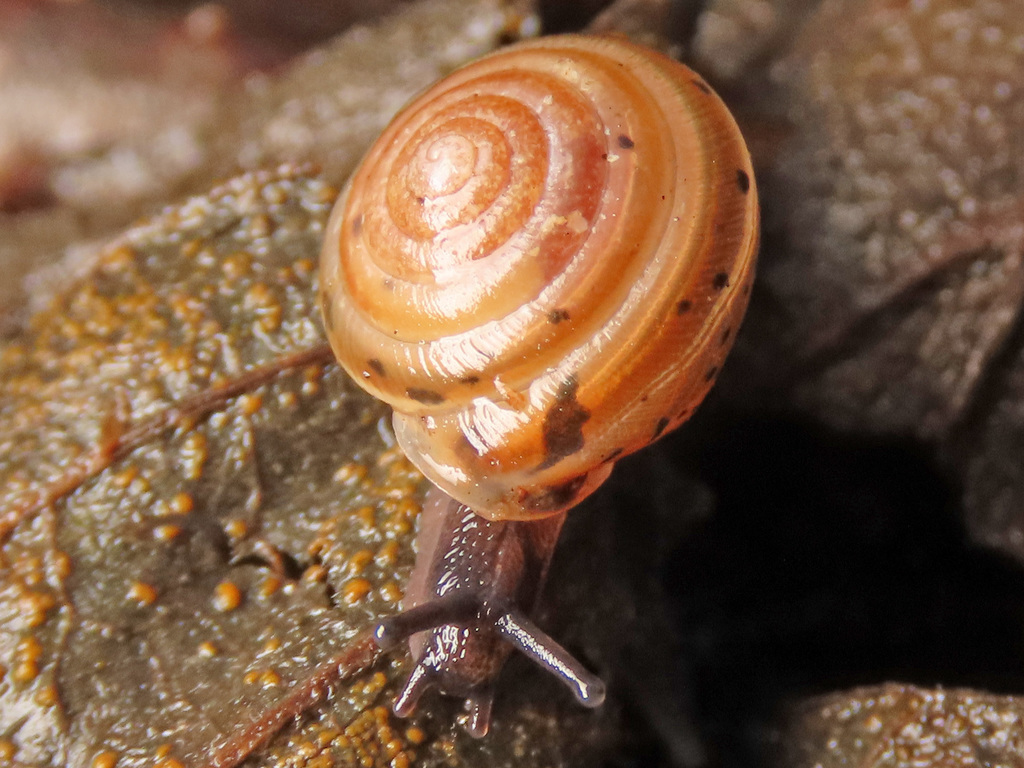 Perforatella bidentata