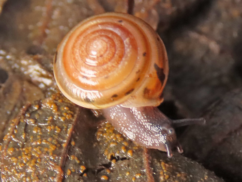 Perforatella bidentata