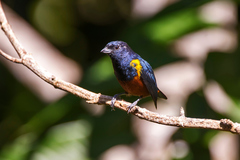 Euphonia pectoralis