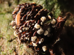 Calycellina alniella