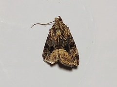 Lepidoptera