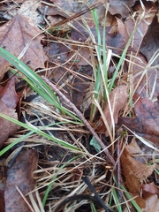 Carex arctata