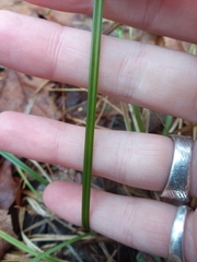 Carex arctata
