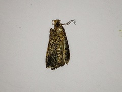 Lepidoptera