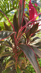 Cordyline fruticosa