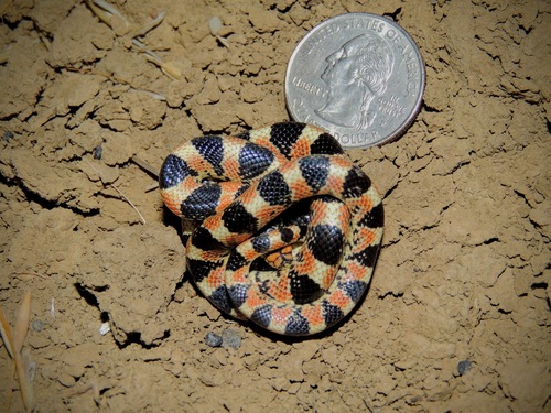 Long-nosed Snake, California, US, photo 3 of 10