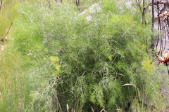 Asparagus lignosus