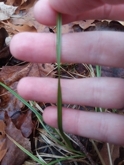 Carex arctata