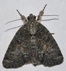 Cryphia pallida