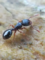 Myrmecina graminicola