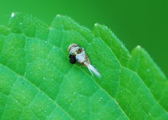 Dentatissus damnosus