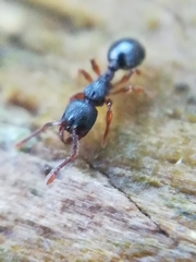 Myrmecina graminicola