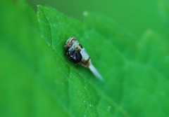 Dentatissus damnosus