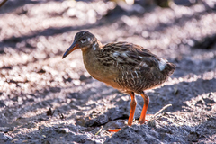Rallus longirostris