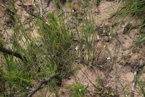 Image of Heliophila concatenata by (c) Tony Rebelo, some rights reserved (CC BY-SA)