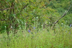 Echinops sahyadricus
