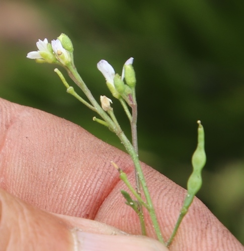 Image of Heliophila concatenata by (c) Tony Rebelo, some rights reserved (CC BY-SA)