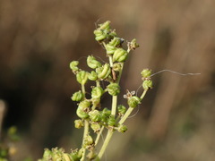 Filipendula ulmaria