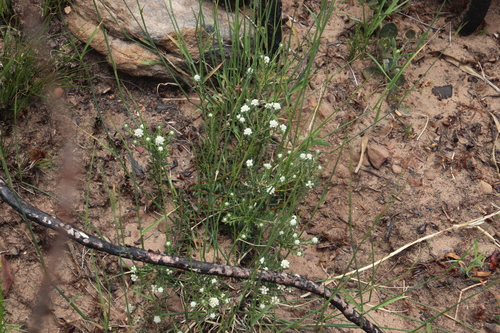 Image of Heliophila concatenata by (c) Tony Rebelo, some rights reserved (CC BY-SA)