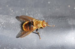 Tachina luteola