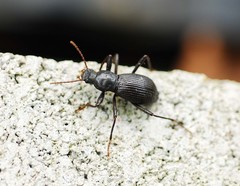 Stenophanes mesostena