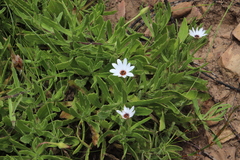 Dimorphotheca acutifolia