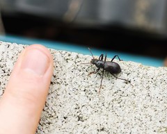 Stenophanes mesostena