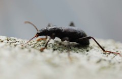 Stenophanes mesostena