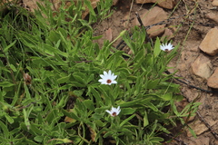 Dimorphotheca acutifolia