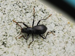 Stenophanes mesostena