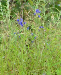 Delphinium malabaricum