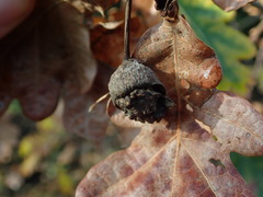 Andricus quercuscalicis