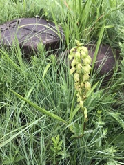 Orthochilus foliosus