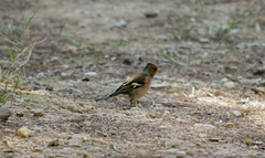 Fringilla coelebs