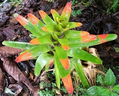 Guzmania gloriosa