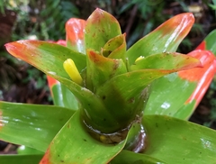 Guzmania gloriosa