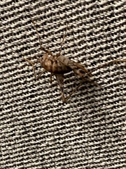 Tachycines asynamorus