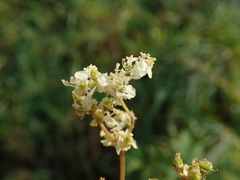 Filipendula ulmaria