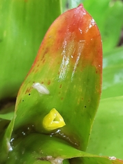 Guzmania gloriosa