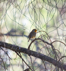 Erithacus rubecula